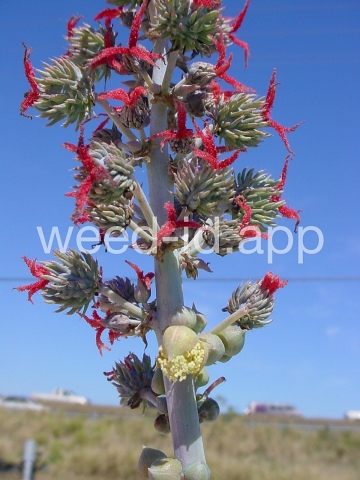 castorbean